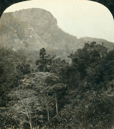 Tropisk vegetation i Barron River Gorge,...Cairns, Queensland, Australien, c1909. af George Rose