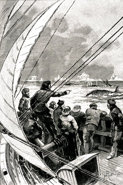 Til søs mod polen: besætningen på et skib (sejlbåd) ser en gruppe hvaler. Illustration af romanen af Jules Verne (1828-1905) "" The Ice Sphinx "" af George Roux