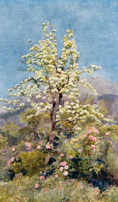 Pæreblomst, de maritime alper (farvelitografi) af George Samuel Elgood