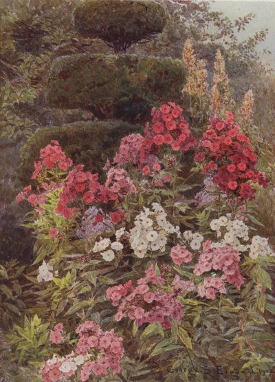 Phlox af George Samuel Elgood