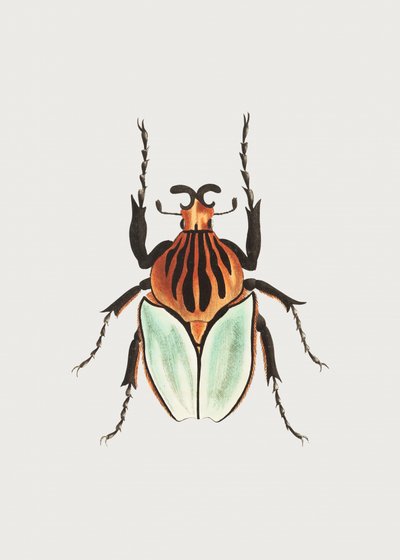 Høvding Beetle af George Shaw