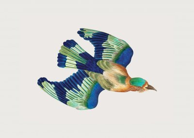 Ceylonese Roller af George Shaw