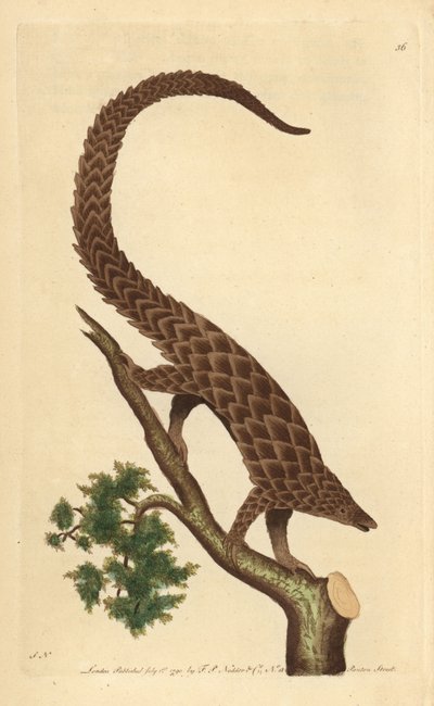 Firetået manis, langhalet pangolin eller sortbuget pangolin, fra 