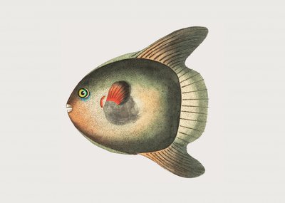 Kort solfisk af George Shaw