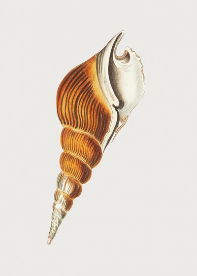Strombus-spindel af George Shaw
