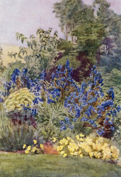 Anchusa Italica Dropmore sort, Dropmore Alkanet, med Clematis recta og Violas (farve litho) af George Soper
