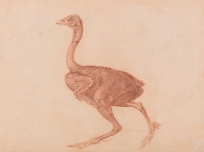 En sammenlignende anatomisk fremstilling af menneskekroppens struktur med tigerens og en almindelig hønsefugls: Dorking høne, set fra siden af George Stubbs