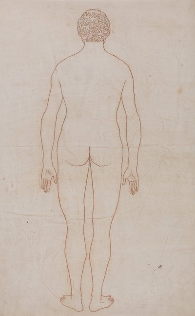 En sammenlignende anatomisk fremstilling af menneskekroppens struktur med tigerens og den almindelige hønsefugls: Menneskekroppen, set bagfra (oversigtstegning til tabel VII) af George Stubbs