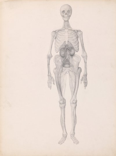 En sammenlignende anatomisk fremstilling af menneskekroppens struktur med en tiger og en almindelig høne:  Menneskefigur, set forfra (færdigt studie af dissektionens sidste fase) af George Stubbs