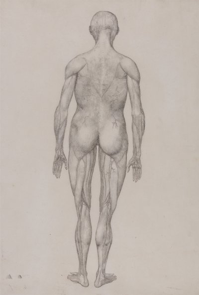 En sammenlignende anatomisk fremstilling af menneskekroppens struktur med en tiger og en almindelig høne: Menneskefigur, set bagfra (næsten identisk med den færdige tegning til tabel XII) af George Stubbs
