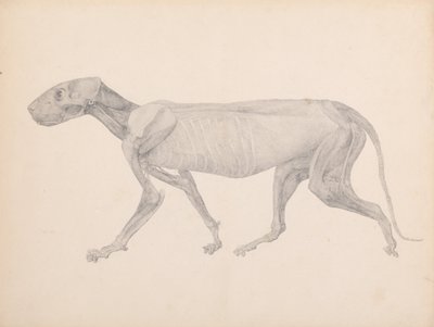 En sammenlignende anatomisk fremstilling af menneskekroppens struktur med en tiger og en almindelig høne:  Tigerkrop, set fra siden (færdig tegning til upubliceret tabel; viser tredje fase i dissektionen) af George Stubbs