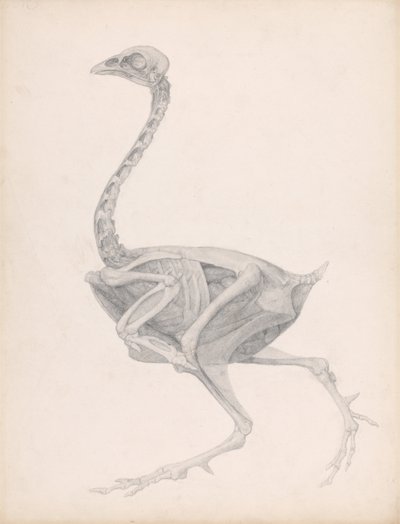 En sammenlignende anatomisk fremstilling af menneskekroppens struktur med en tiger og en almindelig hønsefugl: Fowl Body, Lateral View (Meget færdigt studie til en upubliceret tabel; viser den sidste fase i dissektionen) af George Stubbs