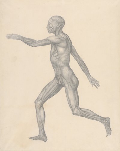 En sammenlignende anatomisk fremstilling af menneskekroppens struktur med en tiger og en almindelig høne: Menneskefigur, set fra siden, efter fjernelse af huden og de underliggende fascielag (færdigt studie til tabel XIII) af George Stubbs