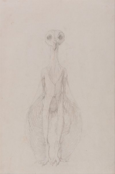 En sammenlignende anatomisk udstilling af menneskekroppens struktur med en tiger og en almindelig høne: Ugle stående, set forfra af George Stubbs