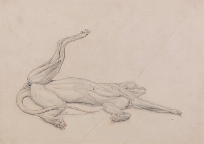 En sammenlignende anatomisk fremstilling af menneskekroppens opbygning med en tiger og en almindelig høne: Tiger, liggende, set ventralt af George Stubbs