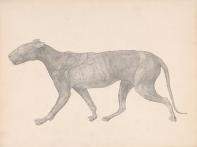 En sammenlignende anatomisk udstilling af menneskekroppens struktur med en tiger og en almindelig høne:  Tiger, set fra siden, med hud og væv fjernet (færdigt studie til tabel IX) af George Stubbs