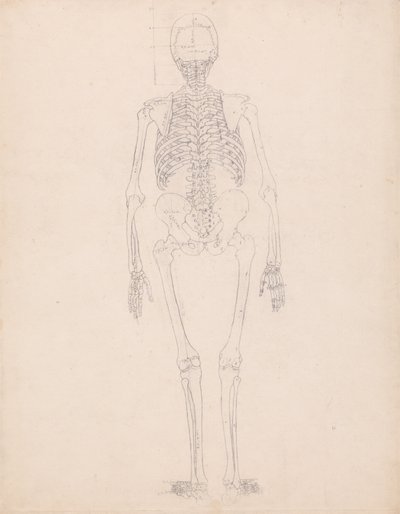 En sammenlignende anatomisk fremstilling af menneskekroppens struktur med tigerens og den almindelige hønsefugls: Menneskets skelet, set bagfra af George Stubbs