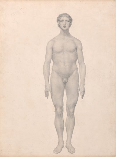 En sammenlignende anatomisk fremstilling af menneskekroppens struktur med en tiger og en almindelig høne:  Menneskefigur, set forfra, ubeskåret (færdigt studie til tabel VI) af George Stubbs
