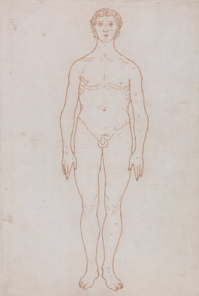 En sammenlignende anatomisk fremstilling af menneskekroppens struktur med tigerens og den almindelige hønsefugls: Studie af den menneskelige figur, set forfra (skitsetegning til tabel VI) af George Stubbs