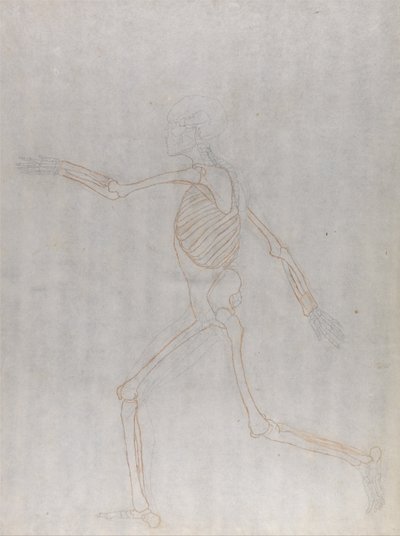 En sammenlignende anatomisk fremstilling af menneskekroppens struktur med tigerens og den almindelige hønsefugls: Menneskets skelet, set fra siden af George Stubbs