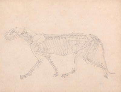 En sammenlignende anatomisk fremstilling af menneskekroppens struktur med tigerens og den almindelige hønsefugls: Tigerens krop, set fra siden af George Stubbs