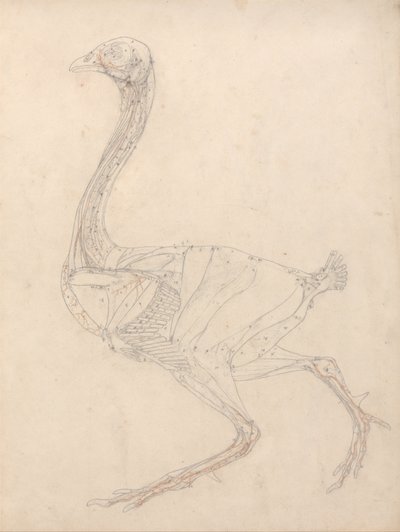 En sammenlignende anatomisk fremstilling af menneskekroppens struktur med en tiger og en almindelig hønsefugl: Hønsekrop, set fra siden (studie til nøglefiguren til tabel XV) af George Stubbs
