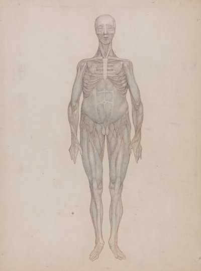 En sammenlignende anatomisk udstilling af menneskekroppens struktur med en tiger og en almindelig høne: Menneskefigur, set forfra (beregnet til en plade, der aldrig blev udgivet) af George Stubbs