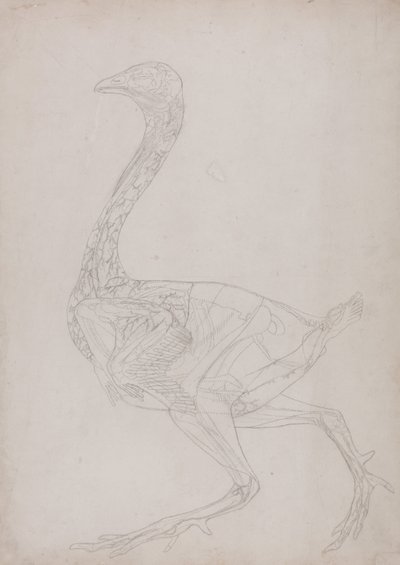 En sammenlignende anatomisk udstilling af menneskekroppens struktur med en tiger og en almindelig høne:  Hønsekrop, set fra siden (Skitsetegning, relateret til tabel XV) af George Stubbs