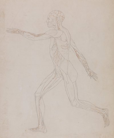 En sammenlignende anatomisk fremstilling af menneskekroppens struktur med tigerens og den almindelige hønsefugls: Menneskefigur, set fra siden (relateret til tabel XIII, detaljeret undersøgelse af de blodkar, der forsyner musklerne) af George Stubbs