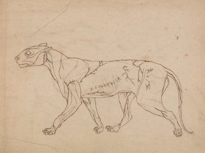En sammenlignende anatomisk fremstilling af menneskekroppens struktur med en tiger og en almindelig høne:  Tigerens krop, set fra siden (oversigt over overflademusklerne og deres blodforsyning, sandsynligvis lavet til en nøglefigur) af George Stubbs