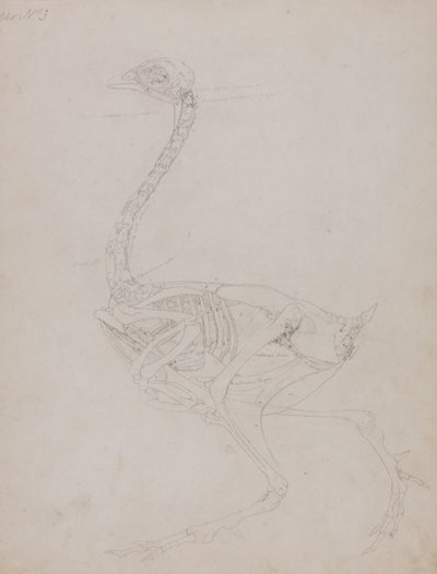 En sammenlignende anatomisk fremstilling af menneskekroppens struktur med tigerens og den almindelige hønsefugls:  Hønsekrop, set fra siden af George Stubbs