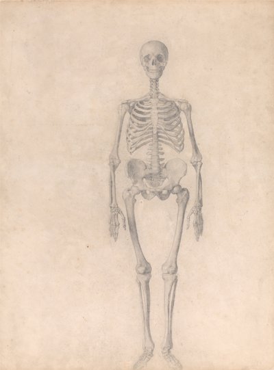 En sammenlignende anatomisk fremstilling af menneskekroppens struktur med tigerens og den almindelige hønsefugls: Menneskets skelet, set forfra (færdigt studie til tabel I) af George Stubbs