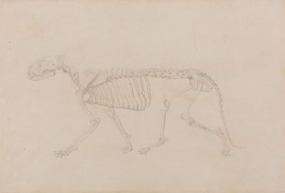 En sammenlignende anatomisk fremstilling af menneskekroppens opbygning med en tiger og en almindelig høne: Tigerskelet, set fra siden (meget færdigt studie til tabel IV) af George Stubbs
