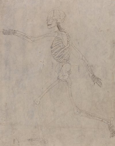En sammenlignende anatomisk fremstilling af menneskekroppens struktur med tigerens og den almindelige hønsefugls: Menneskets skelet, set fra siden af George Stubbs