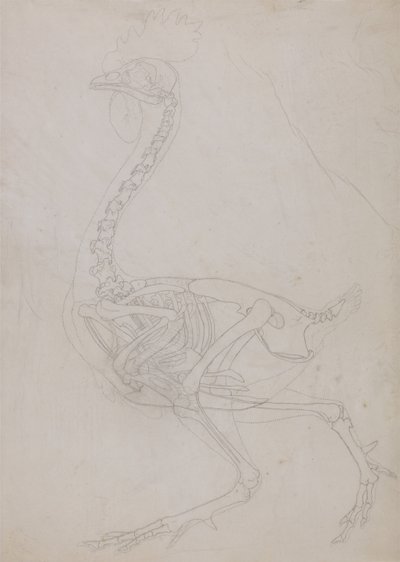 En sammenlignende anatomisk fremstilling af menneskekroppens struktur med tigerens og den almindelige hønsefugls:  Fugleskelet, set fra siden (skitsetegning) af George Stubbs