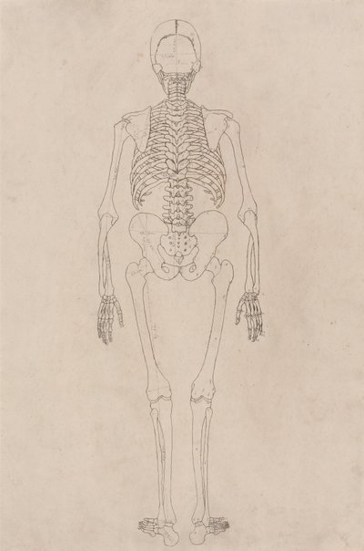 En sammenlignende anatomisk fremstilling af menneskekroppens struktur med tigerens og den almindelige hønsefugls: Menneskeligt skelet, set bagfra (relaterer til tabel II) af George Stubbs