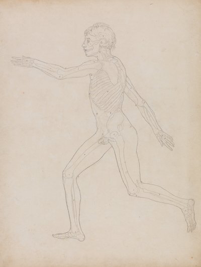En sammenlignende anatomisk fremstilling af menneskekroppens struktur med tigerens og den almindelige hønsefugls: Menneskefigur, set fra siden af George Stubbs