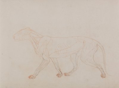 En sammenlignende anatomisk fremstilling af menneskekroppens struktur med tigerens og en almindelig hønsefugls: Tigerkrop, set fra siden (viser det tredje trin i dissektionen) af George Stubbs