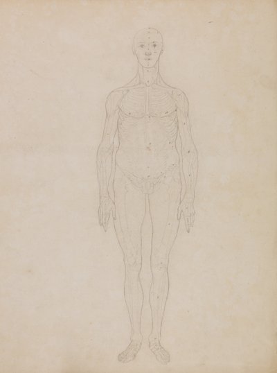 En sammenlignende anatomisk udstilling af menneskekroppens struktur med en tiger og en almindelig høne: Studie af den menneskelige figur, set forfra (formentlig relateret til tabel XI) af George Stubbs