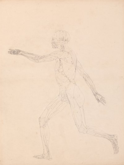 En sammenlignende anatomisk udstilling af menneskekroppens struktur med en tiger og en almindelig høne: Menneskefigur, set fra siden (For nøgletallet til tabel XIII) af George Stubbs