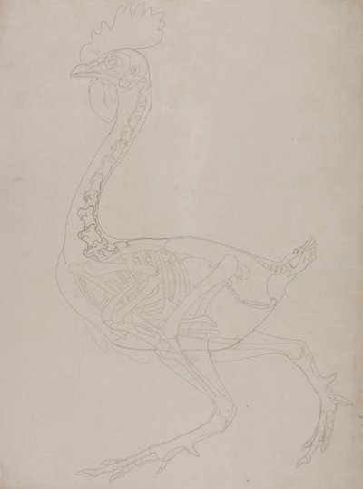 En sammenlignende anatomisk fremstilling af menneskekroppens struktur med en tiger og en almindelig hønsefugl:  Fugleskelet, set fra siden af George Stubbs