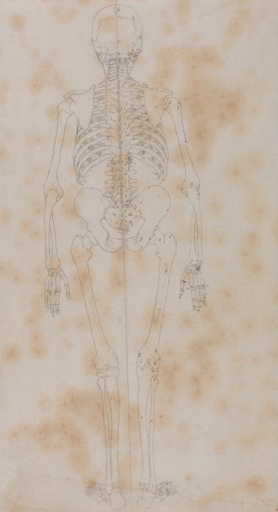 En sammenlignende anatomisk fremstilling af menneskekroppens struktur med tigerens og den almindelige hønsefugls: Human Skeleton, Posterior View (Måske det første af studierne af skelettet) af George Stubbs