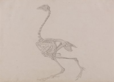 En sammenlignende anatomisk udstilling af menneskekroppens struktur med en tiger og en almindelig høne:  Dorking Hen Skeleton, Lateral View (færdigt studie til en upubliceret tabel) af George Stubbs