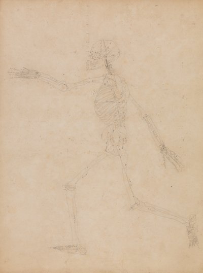 En sammenlignende anatomisk fremstilling af menneskekroppens struktur med tigerens og den almindelige hønsefugls:  Menneskets skelet, set fra siden af George Stubbs