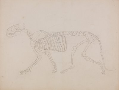 En sammenlignende anatomisk fremstilling af menneskekroppens opbygning med tigerens og den almindelige hønsefugls: Tigerskelet, set fra siden af George Stubbs