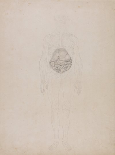 En sammenlignende anatomisk fremstilling af menneskekroppens struktur med tigerens og den almindelige hønsefugls: Menneskefigur, set forfra (skitsetegning) af George Stubbs
