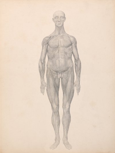 En sammenlignende anatomisk fremstilling af menneskekroppens struktur med en tiger og en almindelig høne: Menneskefigur, set forfra, hud og underliggende fascielag fjernet (færdigt studie til tabel XI) af George Stubbs
