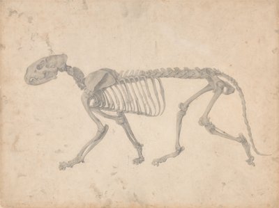 En sammenlignende anatomisk fremstilling af menneskekroppens struktur med en tiger og en almindelig høne: Tigerskelet, set fra siden (færdigt studie til tabel IV) af George Stubbs