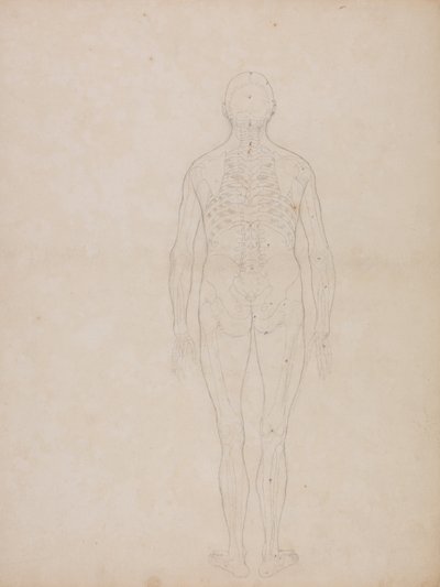 En sammenlignende anatomisk fremstilling af menneskekroppens struktur med tigerens og den almindelige hønsefugls: Menneskefigur, set bagfra af George Stubbs