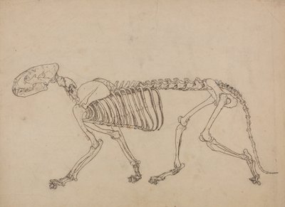 En sammenlignende anatomisk udstilling af menneskekroppens struktur med tigerens og en almindelig hønsefugls: Tigerskelet, set fra siden (undersøgelse af nøgletallet til tabel IV) af George Stubbs